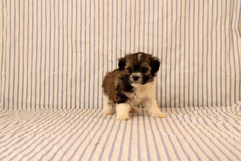puppy, for, sale, Maltipoo, Matthew B. Stoltzfus, dog, breeder, Gap, PA, dog-breeder, puppy-for-sale, forsale, nearby, find, puppyfind, locator, puppylocator, aca